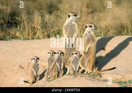 Suricate / Meerkat - Mutter und Kindermädchen mit Kätzchen Stockfoto