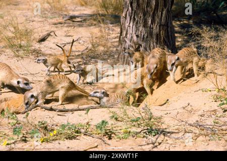 Suricate/Meerkat – neues Loch für Zuflucht reinigen Stockfoto