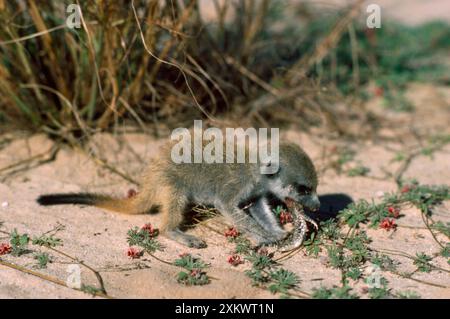 Suricate / Meerkat - Essen von Gecko gegeben von der Krankenschwester Stockfoto