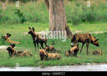 Wilde Afrikanische Jagdhunde Stockfoto