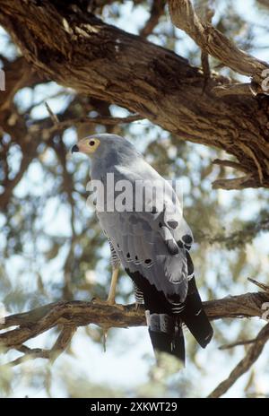 Afrikanischer Harrier Hawk - auf dem Ast, hinten Stockfoto