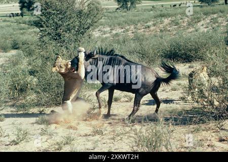 Löwe - Löwe greift Gnus an und erstickt Beute Stockfoto