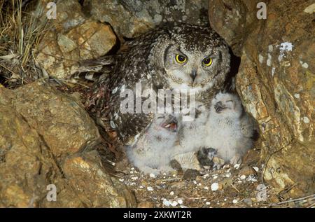 Gefleckte Uhu - mit Küken am Nest Stockfoto