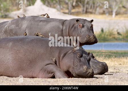 FLUSSPFERDE - x zwei mit Oxpeckern auf der Rückseite Stockfoto