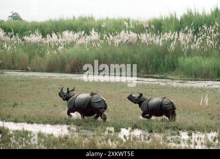 Große Indianer / einhörniges NASHORN - x zwei laufen Stockfoto