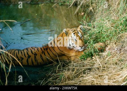 Bengal / Indischer Tiger - im Wasser ruhen Stockfoto