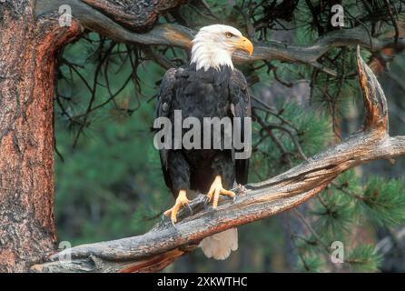 Weißkopfsegel - hoch auf Ponderosa Kiefer (Pinus ponderosa), Stockfoto