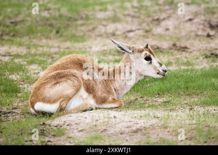 Arabische SandGazelle / Goitered gazelleÊ / Sand Stockfoto