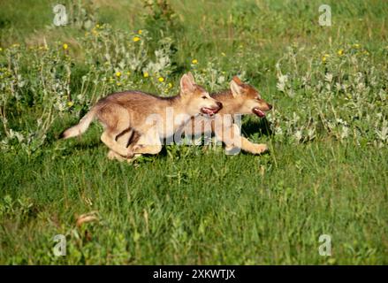 Grauwolf - Welpen, die auf der Wiese laufen Stockfoto