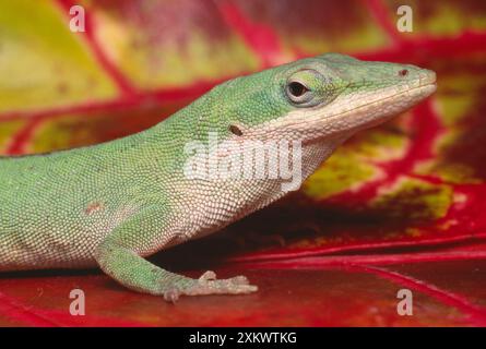 Grüne Anole - auf roten Blättern Stockfoto