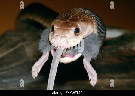 TAIPAN / wilde SCHLANGE - isst eine Maus Stockfoto