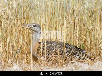 Große Trappe - im Nest Stockfoto