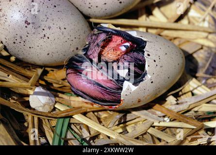 Black COOT - Küken schlüpfen aus Ei, Sequenz verfügbar Stockfoto