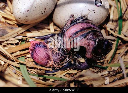 Schwarzer HAHN - neugeborenes Küken, aus Ei schlüpfen, Stockfoto