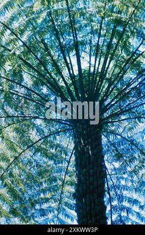 RAUER BAUM FARN, von unten gesehen Stockfoto