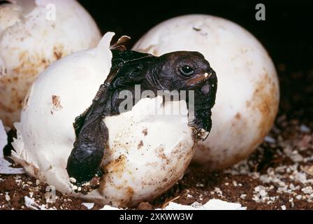 Galapagos RIESENSCHILDKRÖTE - Schlüpfen Stockfoto