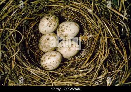 Garden Warbler - Eier im Nest Stockfoto