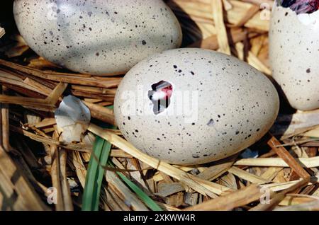 Black COOT - Küken schlüpfen aus Ei, Sequenz verfügbar Stockfoto