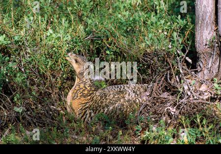 Auerhühner - Weibchen sitzt in Pflanzen Stockfoto