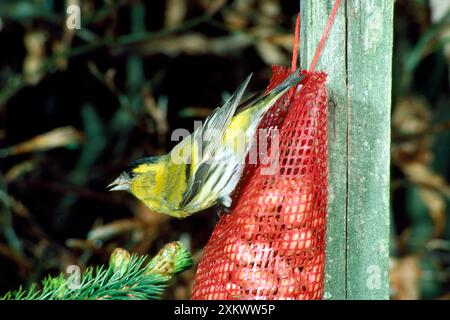 SISKIN - auf dem Vogelfutter Stockfoto