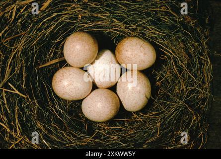 ROBIN EIER - im Nest Stockfoto