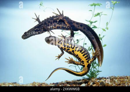 Großkamm-Newt - männlich und weiblich Stockfoto