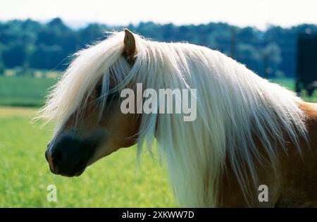 Avelignese PFERD Stockfoto