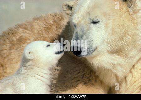 Eisbär - Erwachsene und jung Stockfoto