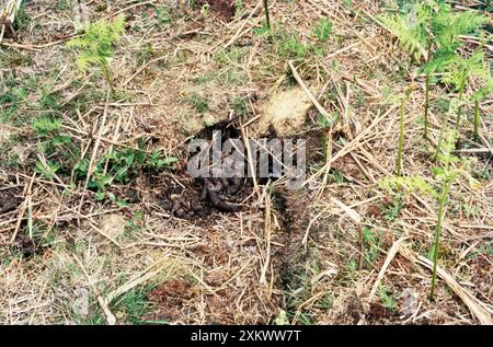 Europäischer Dachs - LATRINE Stockfoto
