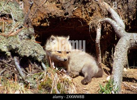 Rotfuchs - Jungtier außerhalb der Höhle Stockfoto