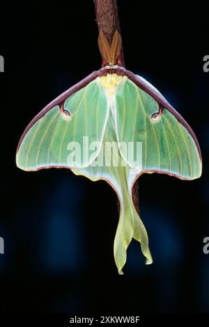 Luna / American MOON MOTH - deutlich Flügel Stockfoto