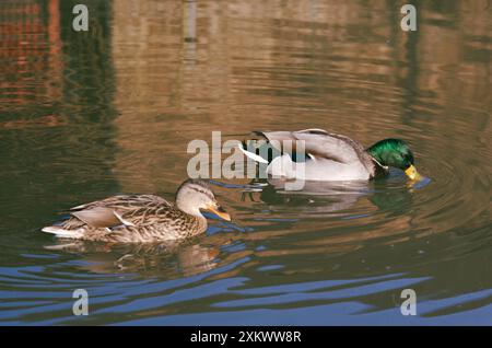 STOCKENTEN - männlich und weiblich beim Versuch Stockfoto