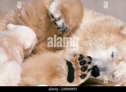 Eisbär - mit Jungtier, Nestling. Stockfoto