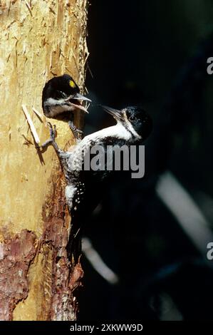 SCHWARZSPECHT - ERNÄHRT KÜKEN Stockfoto