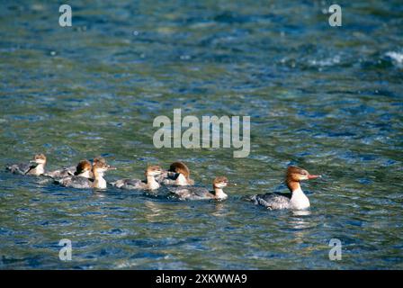 GOOSANDER ENTE - mit Jung Stockfoto