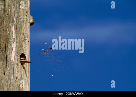 Pileated SPECHT - picken an Loch im Baum Stockfoto