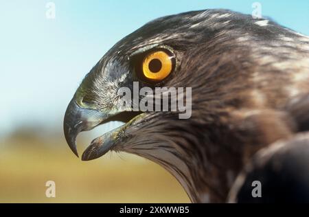 Sharp – Shinned Hawk Stockfoto