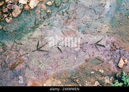 Moorhen - Wanderwege im Schlamm Stockfoto