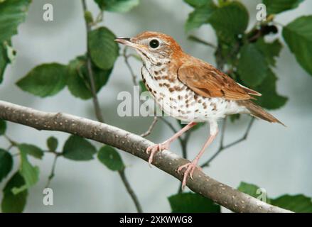 HOLZDROSSEL Stockfoto