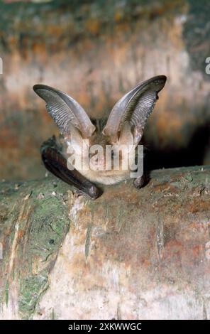 Braune/häufige langohrige/langohrige Fledermaus Stockfoto