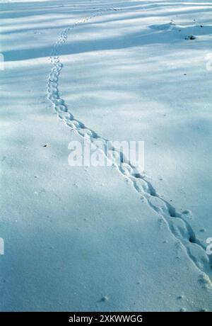 GRAUE EICHHÖRNCHENSPUREN IM SCHNEE Stockfoto