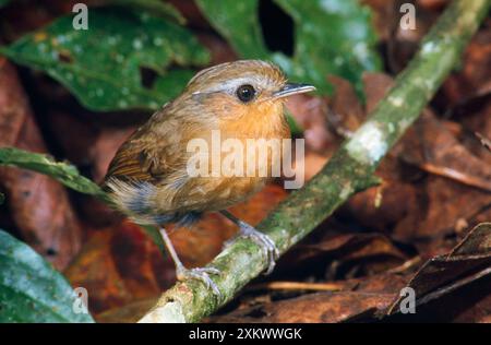 Rufous Gnateater Stockfoto