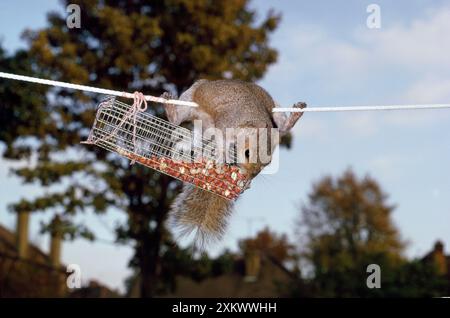 GRAUES EICHHÖRNCHEN - auf der Wäscheleine raubt Erdnüsse Stockfoto