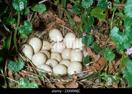 Rotbeinhühner - Nest mit Eiern Stockfoto