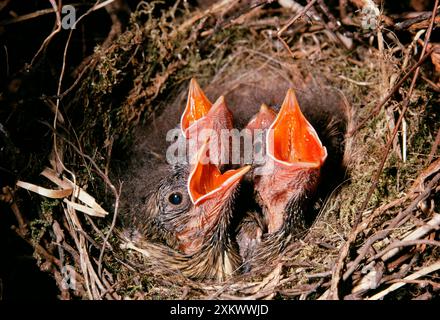 Dunnock - Junge, die um Essen bettelt Stockfoto