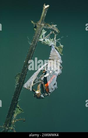 Roter Admiral Schmetterling - aus Puppen auftaucht Stockfoto