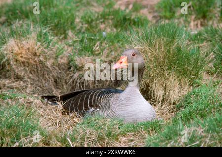 GRAUGANS - AUF DEM NEST Stockfoto