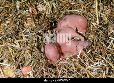 Syrische / Goldene HAMSTER - 7 Tage alt, jung in Strohbeete Stockfoto