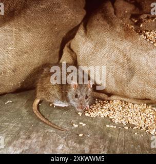 Braun / Norwegen / gemeine RATTE - durch Säcke mit Getreide Stockfoto