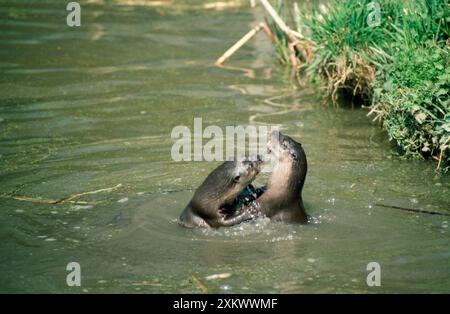 Europäische Otter - spielen, im Wasser Stockfoto